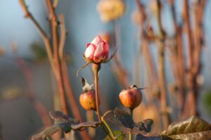 plantverzorging app