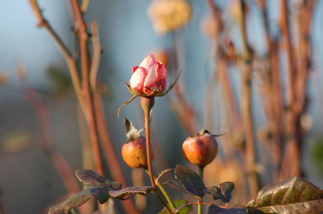 plantverzorging app