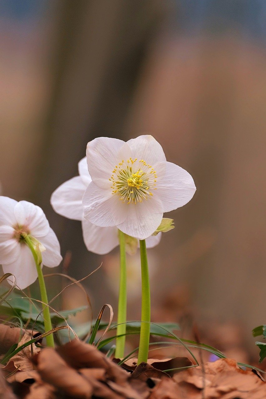 winterbloeiende planten